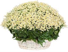 Цветочная композиция из Ромашки в корзине #REPLACE_PRED# Поселке совхоза Марфино